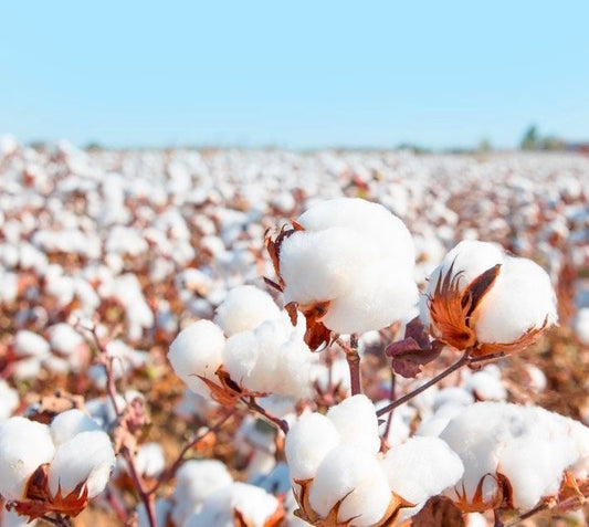 Algodón orgánico vs algodón convencional